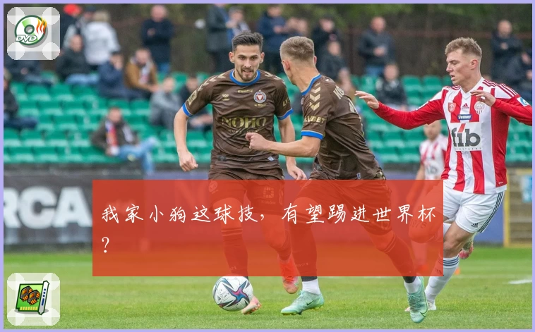 我家小狗这球技，有望踢进世界杯？